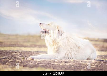 Great Pyrenees Hund Auf Der Farm In Der Sonne Entspannen Stockfoto