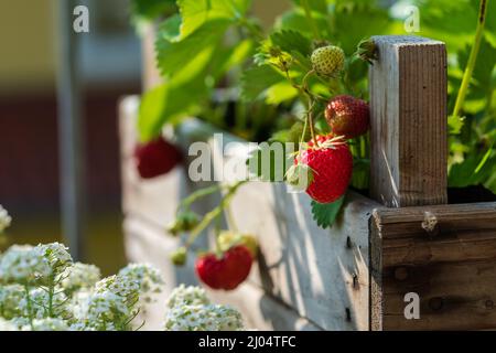 Frische reife Erdbeeren wachsen an einem sonnigen Tag in einem hausgemachten Hochbett aus alten Obstkisten. Bio-Urban Gardening als nachhaltiges Hobby. Stockfoto