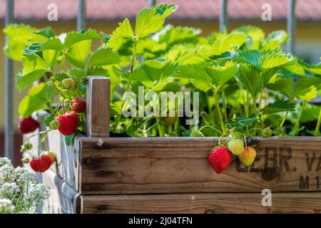 Frische reife Erdbeeren wachsen an einem sonnigen Tag in einem hausgemachten Hochbett aus alten Obstkisten. Bio-Urban Gardening als nachhaltiges Hobby. Stockfoto