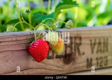 Frische reife Erdbeeren wachsen an einem sonnigen Tag in einem hausgemachten Hochbett aus alten Obstkisten. Bio-Urban Gardening als nachhaltiges Hobby. Stockfoto