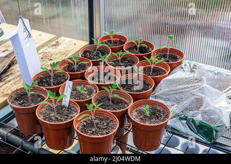 Gesprossene Tomate. (Solanum lycopersicum) Sämlinge mit grünen Blättern in Töpfen auf Gewächshaus Staging. Stockfoto