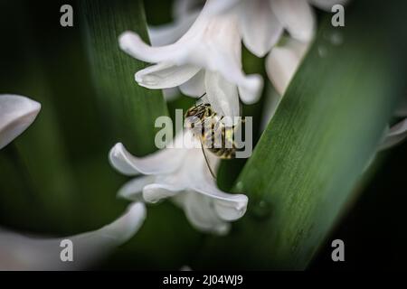 APIs Mellifera Honigbiene sammelt Pollen aus einem stark duftenden weißen Hyacinthus - Hyazinthe Stockfoto