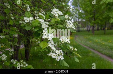 Crataegus monogyna, bekannt als der Weißdorn, blüht im Garten Stockfoto