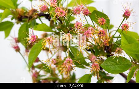 Lindenblüten sind eine Heilpflanze für Erkältungen. Laubbaum mit herzförmigen Blättern und duftenden roten Blüten auf einem isolierten weißen Hintergrund Stockfoto