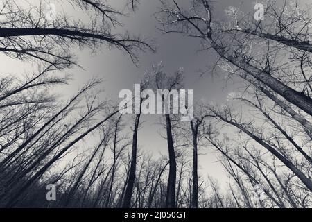 Schwarz-Weiß-Retro-Bild. Abstrakter Herbstwald. Weitwinkelansicht von unten. Stockfoto