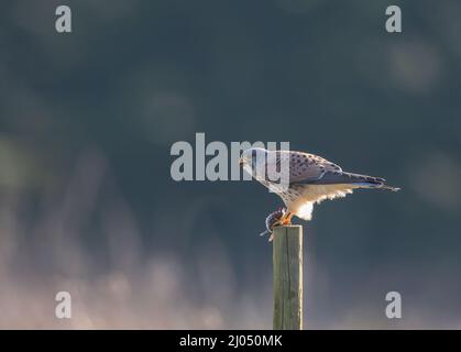 Eine klare Aufnahme eines schönen männlichen Kestrels, der mit einer frisch gefangenen Wühlmaus auf einem Posten sitzt. Suffolk, Großbritannien. Stockfoto