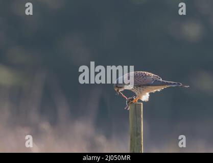 Eine leicht grausame Aufnahme eines schönen männlichen Kestrels, der die Eingeweide einer frisch gefangenen Wühlmaus zerreißt. Suffolk.Uk Stockfoto