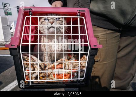 GRENZE ZWISCHEN POLEN und DER UKRAINE - MÄRZ 05 - Katze, die mit Flüchtlingen aus der Ukraine ankam, die die ukrainisch-polnische Grenze überquerten. Stockfoto