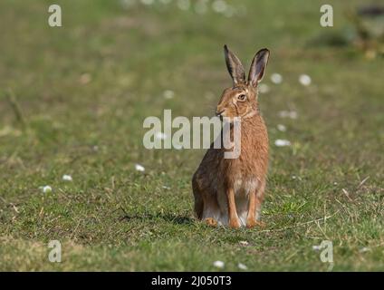 Ein wilder brauner Hasen, der zwischen den Gänseblümchen sitzt. Eine detailreiche Aufnahme mit riesigen Ohren, Pelzdetails und schönen orangefarbenen Augen. Suffolk, Großbritannien Stockfoto