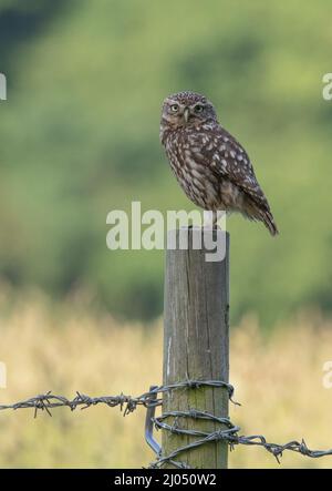 Eine kleine Eule (Athene noctua), die auf einem Zaunpfosten thront, sanfte Natur im Kontrast zu dem harten Stacheldraht der Menschen, die es herstellen. Suffolk, Großbritannien Stockfoto