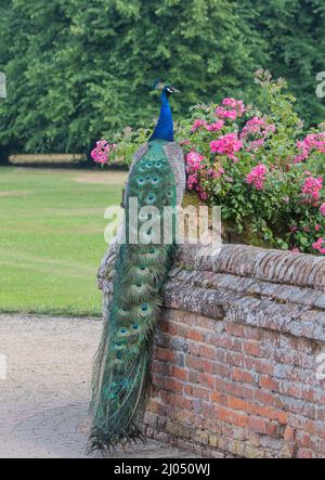 Eine Nahaufnahme eines wunderschönen blauen Pfaus, der seine spektakulären Schwanzfedern an einer Wand in einer eleganten ländlichen Umgebung zeigt. Suffolk, Großbritannien Stockfoto