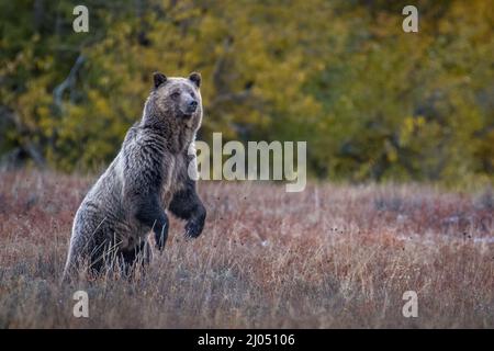 Grizzly Bear (weiblich) in der Nähe von Pebble Creek im Grand Teton National Park, Wyoming, USA. Stockfoto