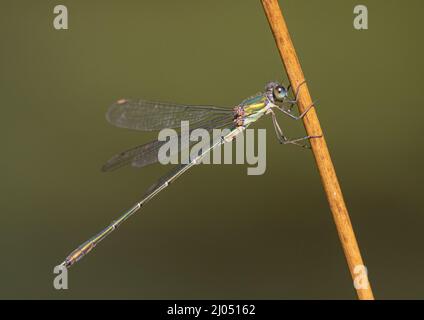 Eine Makroaufnahme einer Willow Emerald Damselfly ( Chalcolestes viridis), die auf einem Grasstamm thront. Suffolk Uk Stockfoto