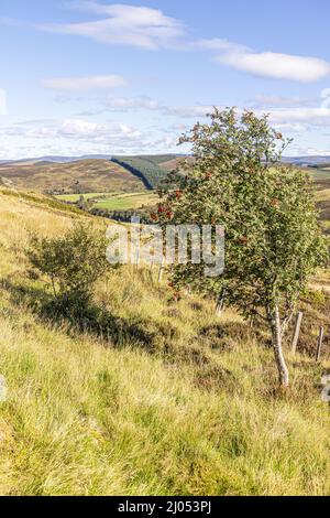 Ein Vogelbeerbaum mit Blick auf das Tal in der Nähe der Bridge of Brown, Highland, Schottland, Großbritannien. Stockfoto