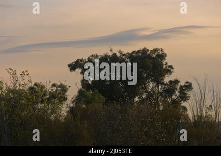 Himmel bei Sonnenuntergang mit Wolke von seltsamer Form im Obstgarten. Stockfoto