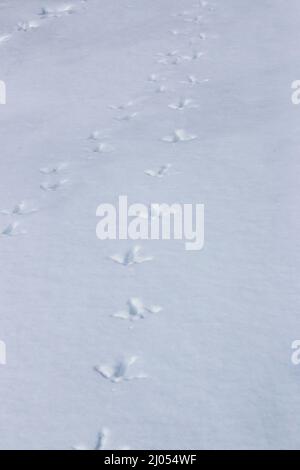 Wild Turkey Tracks in Snow Crossing a Meadow in Pennsylvania's Pocono Mountains Stockfoto