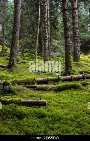 Der moosbedeckte Waldboden im Whinlatter Forest, Lake District, England Stockfoto