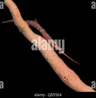 Sägeblattgarnelen (Tozeuma armatum) auf dem Critter Hunt Divesite, Lembeh Straits, Nord-Sulawesi, Indonesien Stockfoto