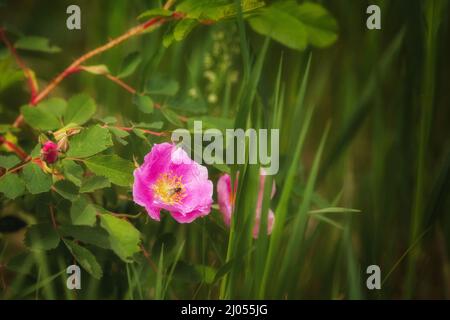 Eine kleine Fliege auf den sanften Kolben einer Punkblume in einer sommerlichen Naturlandschaft Stockfoto