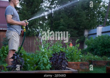 Ein Mann baut im Garten Pflanzen im Freien an, im Vordergrund Basilikum. Wasserstrahlspritzen bei Tageslicht. Garten- und Hobbykonzept. Hochwertige Fotos Stockfoto