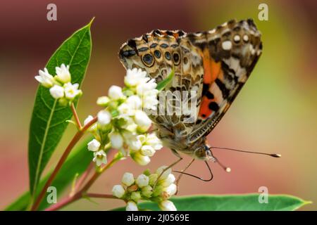 Ein bemalter Schmetterling ernährt sich von einer Blumengruppe. Seitenansicht mit geschlossenen Flügeln. Stockfoto