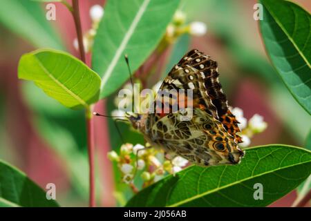 Eine gemalte Dame Schmetterling ernährt sich von Blumen. Ansicht von oben nach unten mit den Flügeln im Fokus. Stockfoto