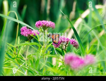 Ein Monarchschmetterling sitzt auf Sumpfmilchblüten. Stockfoto