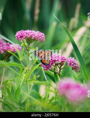 Ein Monarchschmetterling sitzt auf Sumpfmilchblüten. Stockfoto