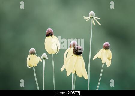 Gelbe Koneblüten in verschiedenen Phasen der Blüte. Stockfoto