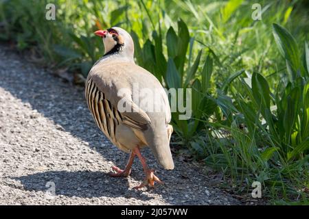 Rotbeinige Rebhühner auf einem Spaziergang am Straßenrand. Stockfoto