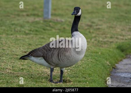 Kanadagänse in der Nähe von Wiese und Seeufer Stockfoto