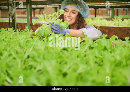 Fröhliche Gärtnerin in Einweg-Hut mit Salat Frisee und lächelnd, während sie im Regal mit grünen Blattpflanzen steht. Junge Frau, die das Pflanzenwachstum im Gewächshaus kontrolliert. Stockfoto