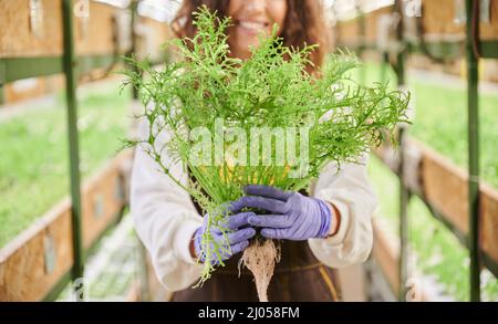 Nahaufnahme von Frauenhänden in Gartenhandschuhen mit grünen Blattpflanzen. Gärtnerin, die im Gang zwischen den Regalen mit Pflanzen im Gewächshaus steht. Stockfoto