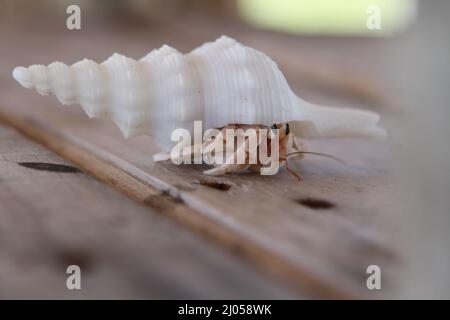 Nahaufnahme eines Einsiedlerkrebs auf einer Holzfläche am Strand, Malediven Stockfoto