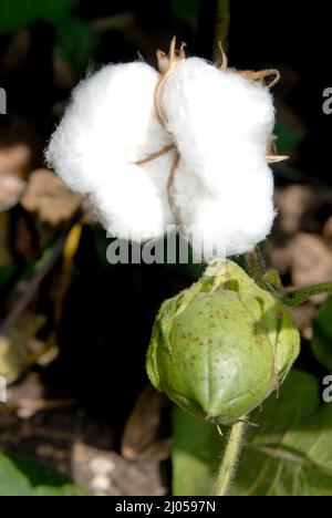 Amreli Gujarat Indien Sep. 20 2009 Landwirtschaft Nahaufnahme von B.T Cotton Ball Desi Baumwolle gereifte Baumwollblüten und Knospen, die auf dem Plant District Amreli wachsen. Stockfoto