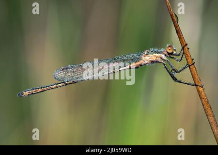 Smaragddamselfly (lestes sponsa), bedeckt mit glitzerndem Morgentau Stockfoto