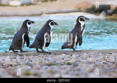 Südamerikanische Humboldt-Pinguine im Londoner Zoo, Regents Park, London, Großbritannien Stockfoto