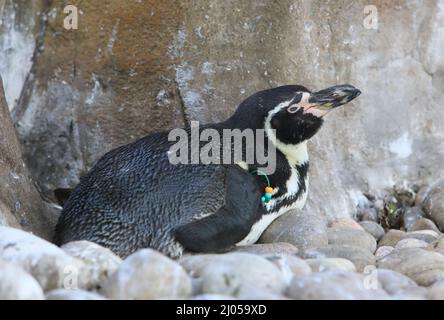 Südamerikanische Humboldt-Pinguine im Londoner Zoo, Regents Park, London, Großbritannien Stockfoto