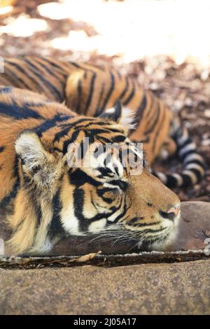 Asim, männlicher Sumatratiger, der in seinem Gehege im London Zoo, Großbritannien, schläft Stockfoto