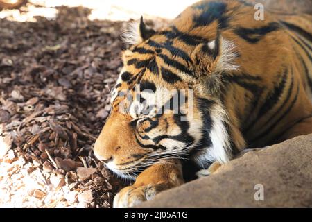 Asim, männlicher Sumatratiger, der in seinem Gehege im London Zoo, Großbritannien, schläft Stockfoto