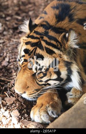 Asim, männlicher Sumatratiger, der in seinem Gehege im London Zoo, Großbritannien, schläft Stockfoto