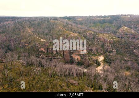 Drohnenaufnahme von Bäumen, die sich nach schweren Buschbränden im Central Tablelands-Gebiet von New South Wales in Australien regenerieren Stockfoto