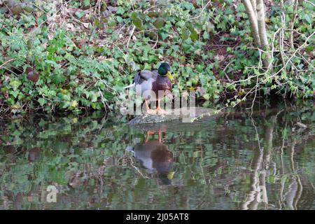 Eine einzelne Mallard-Ente (Anas platyrhynchos), die auf einem toten Ast im Fluss steht, spiegelte sich im Wasser wider Stockfoto