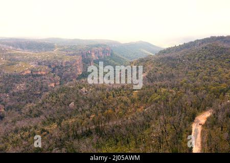 Drohnenaufnahme von Bäumen, die sich nach schweren Buschbränden im Central Tablelands-Gebiet von New South Wales in Australien regenerieren Stockfoto