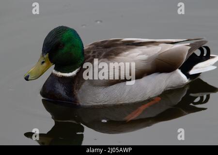 Eine einzelne Mallard-Ente (Anas platyrhynchos) mit gelben Beinen, die sich in noch grauem Wasser spiegeln Stockfoto