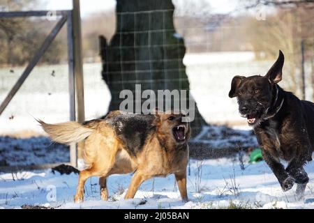 Große wütende Hunde kämpfen und bellen in einem verschneiten Hof mit einem Metall gewebten Zaun im Hintergrund Stockfoto