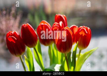 Bouquet von roten Tulpen (Tulipa) in der Vase. Nahaufnahme. Details. Stockfoto