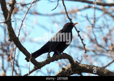 Amsel, Schwarzdrossel, Turdus merula, fekete Rigó, Budapest, Ungarn, Magyarország, Europa Stockfoto
