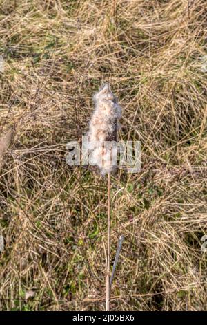 Der alte Samenkopf von Bullush, Typha latifolia, wächst in einem Norfolk-Graben. Stockfoto
