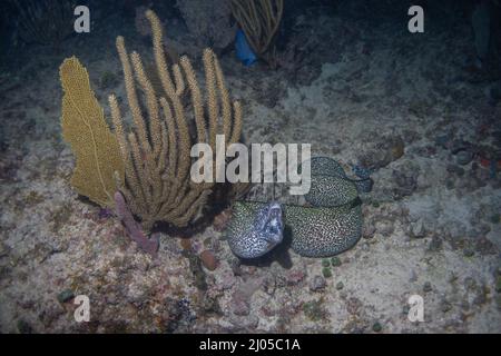 Gefleckte Muränen aus nächster Nähe bei einem Nachttauchgang aufgenommen Stockfoto